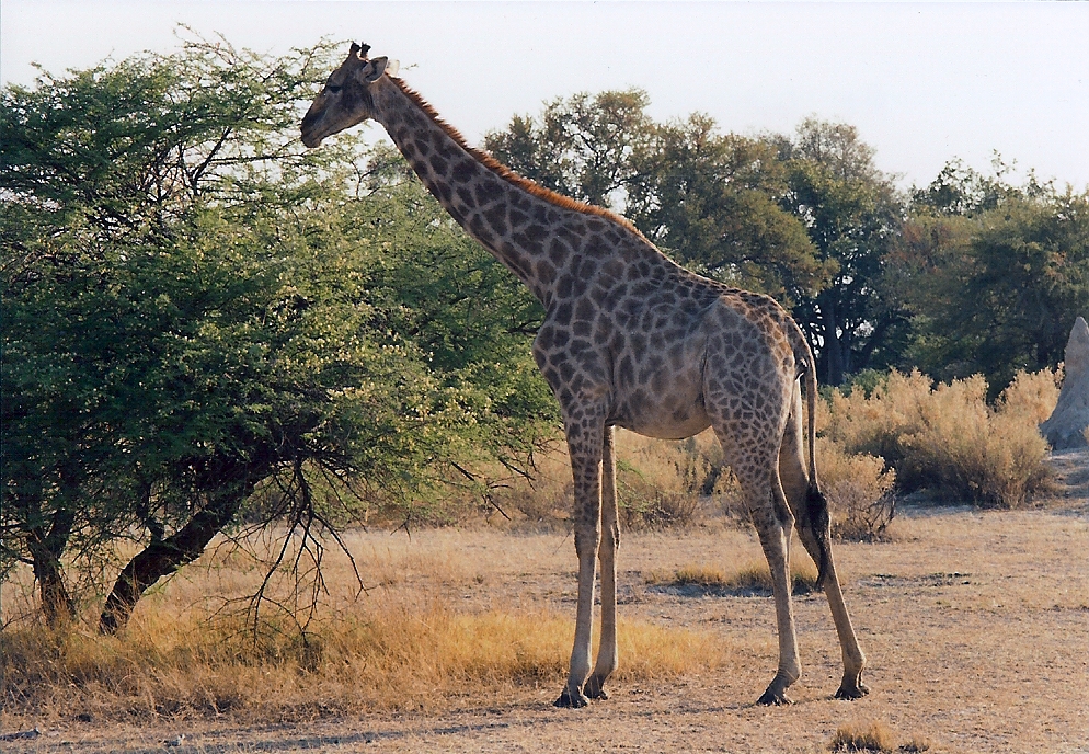 Giraffe in motion 2C part 3